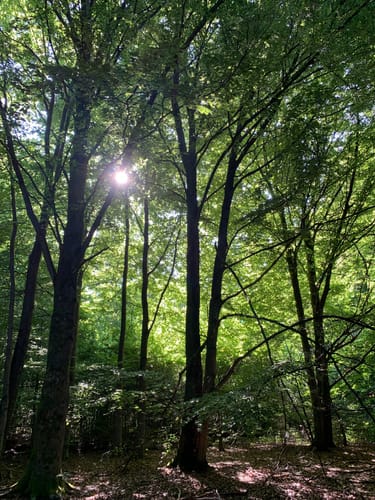 Rund um den Urwald Sababurg
