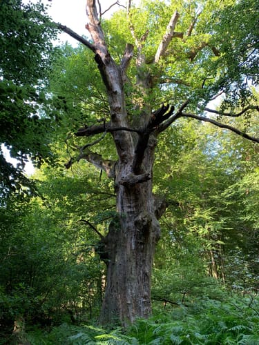 Rund um den Urwald Sababurg