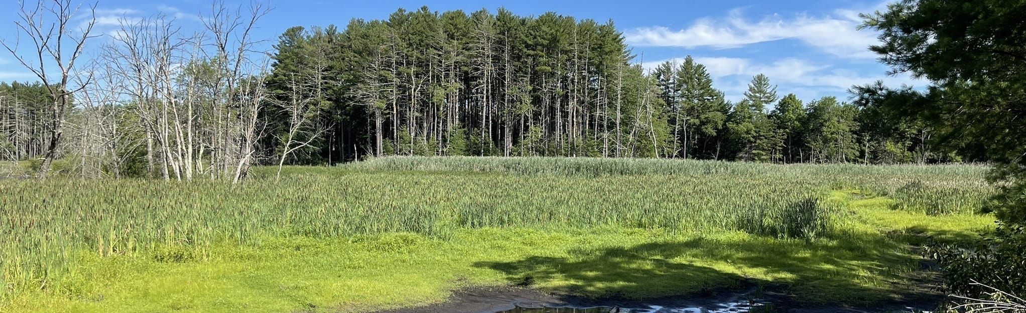 Bruce Freeman Rail Trail Massachusetts - EyJidWNrZXQiOiJhc3NldHMuYWxsdHJhaWxzLmNvbSIsImtleSI6InVwbG9hZHMvcGhvdG8vaW1hZ2UvNDk5Njg3MjUvNjg3ZjVkOTJmM2YzYjAyNGZjNjUxOGI5YWIzZDRmY2EuanBnIiwiZWRpdHMiOnsidG9Gb3JtYXQiOiJqcGVnIiwicmVzaXplIjp7IndpZHRoIjoyMDQ0LCJoZWlnaHQiOjYyNCwiZml0IjoiY292ZXIifSwicm90YXRlIjpudWxsLCJqcGVnIjp7InRyZWxsaXNRdWFudGlzYXRpb24iOnRydWUsIm92ZXJzaG9vdERlcmluZ2luZyI6dHJ1ZSwib3B0aW1pc2VTY2FucyI6dHJ1ZSwicXVhbnRpc2F0aW9uVGFibGUiOjN9fX0=