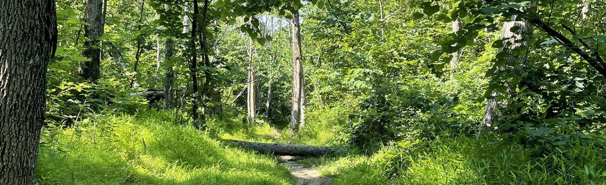 G Richard Thompson Wildlife Area Via Appalachian Trail Virginia Alltrails