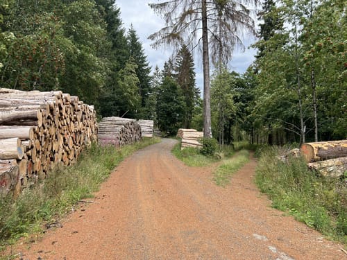 Großer Hohegeißer Rundweg