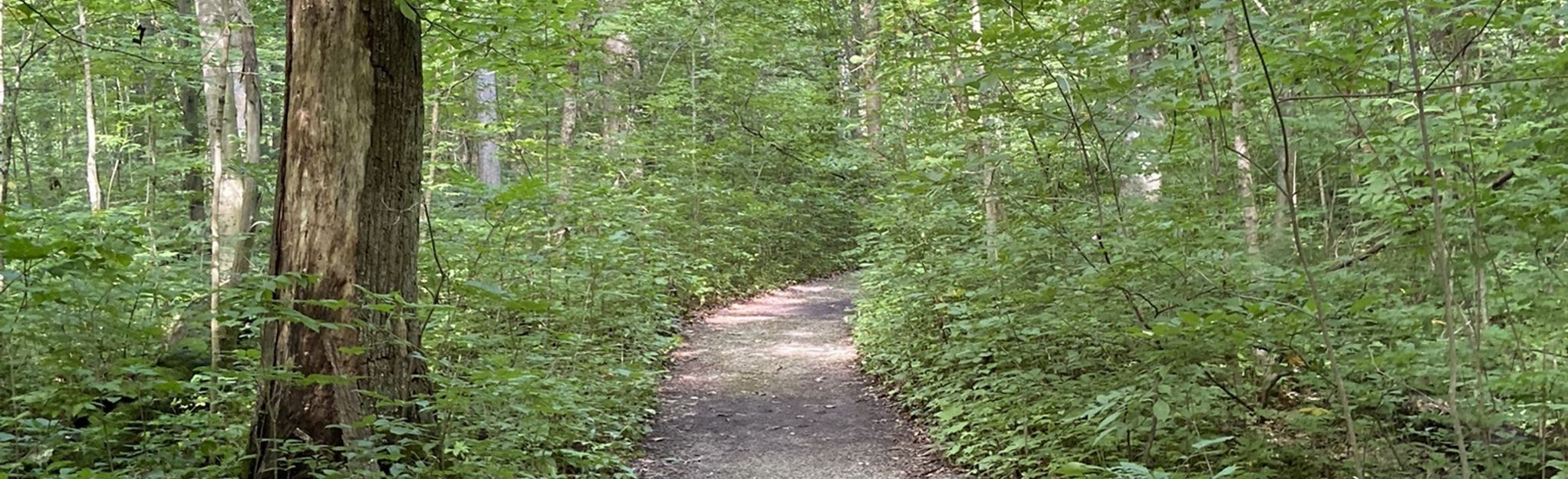 Goll Woods Nature Preserve Loop: 100 Reviews, Map - Ohio | AllTrails