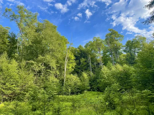 Tanbark trail outlet allegheny national forest