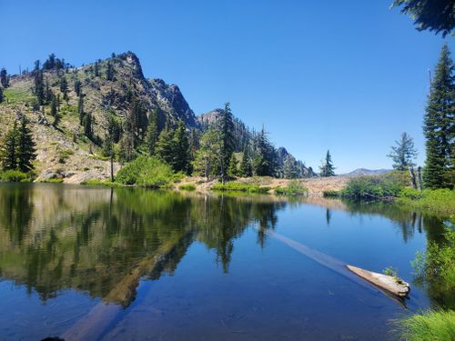 are dogs allowed at klamath national forest