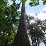 Gunung Lambak (North) via Kluang Big Tree, Johor, Malaysia - 21 Reviews ...