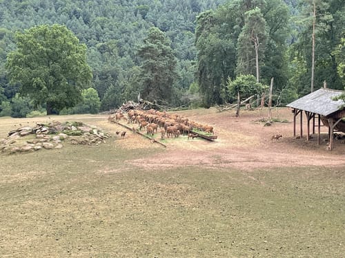 Wild- und Wanderpark Südliche Weinstraße bei Silz (Große Runde)