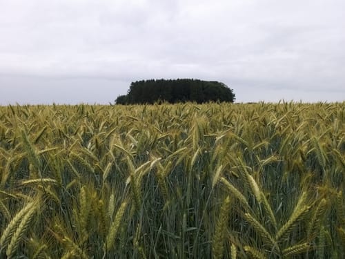Bachpfad (Premiumwanderweg)