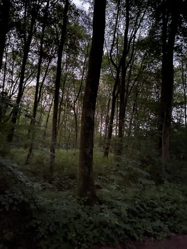 Durch die Kirchhellener Heide zum Heidesee