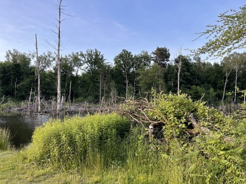 Durch die Kirchhellener Heide zum Heidesee
