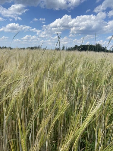 Heilkimatischer Wanderweg 2 (Eckenhagen)