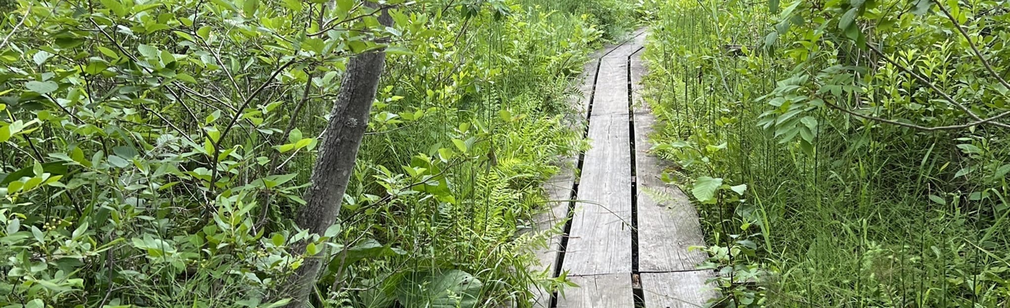 Spruce Lake Bog 9 Reviews, Map Wisconsin AllTrails