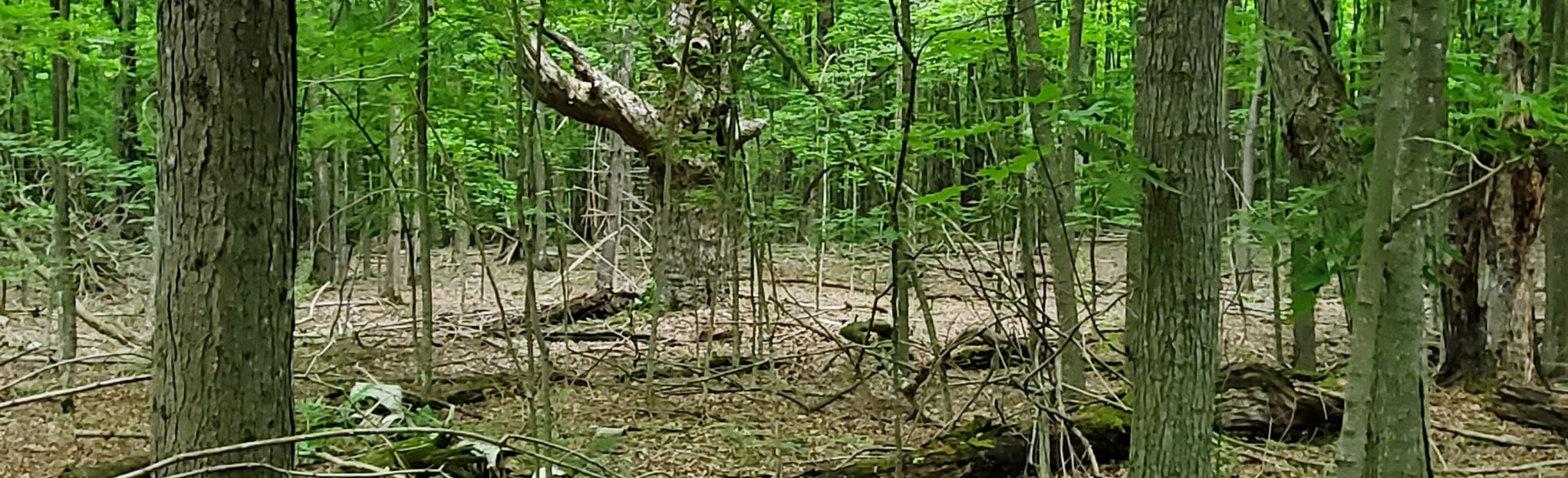 High Point Trail, New York - 9 Reviews, Map | AllTrails