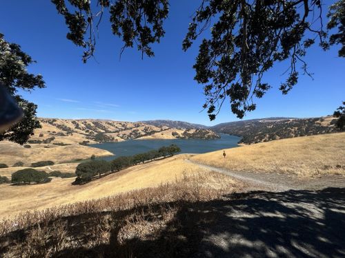 can dogs swim in lake del valle