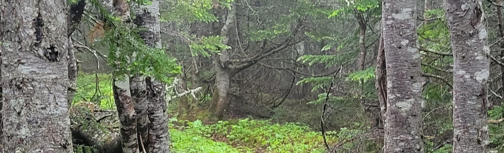 Labrador Pioneer Footpath L'AnseauLoup, Newfoundland and Labrador