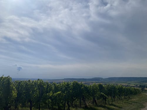 Güglingen um dem Schnarrenberg nach Frauenzimmern