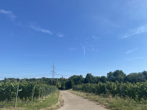 Güglingen um dem Schnarrenberg nach Frauenzimmern