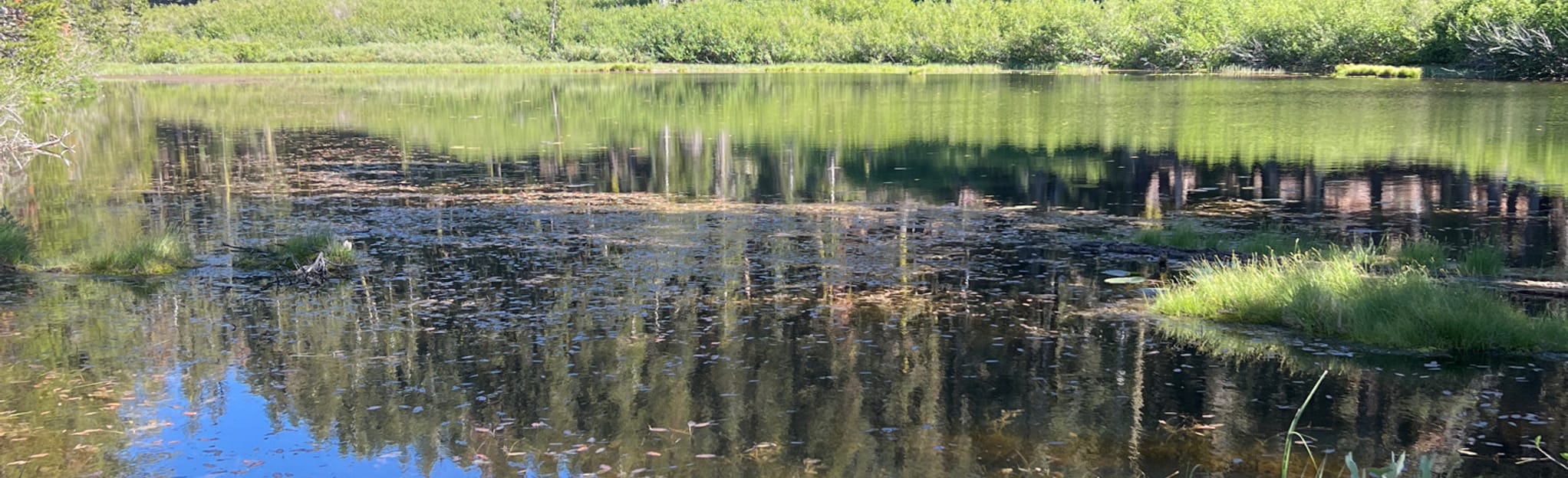 Sawmill Lake to Feeley Lake via Grouse Ridge Trail California AllTrails