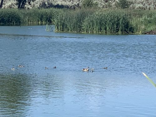 2023 Best Wheelchair Friendly Trails in McNary National Wildlife Refuge ...