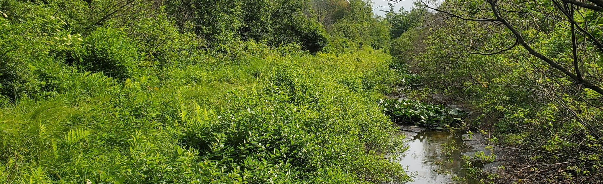 Black Creek Trail, Michigan 87 Reviews, Map AllTrails