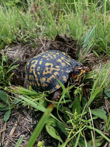 Best Hikes and Trails in Burns Prairie Preserve | AllTrails