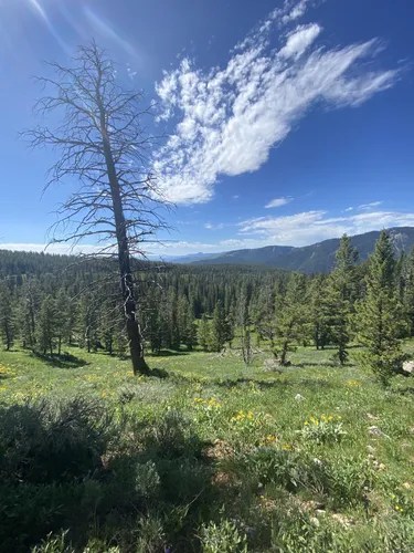 10 Best Moderate Trails in Bridger-Teton National Forest - Jackson ...