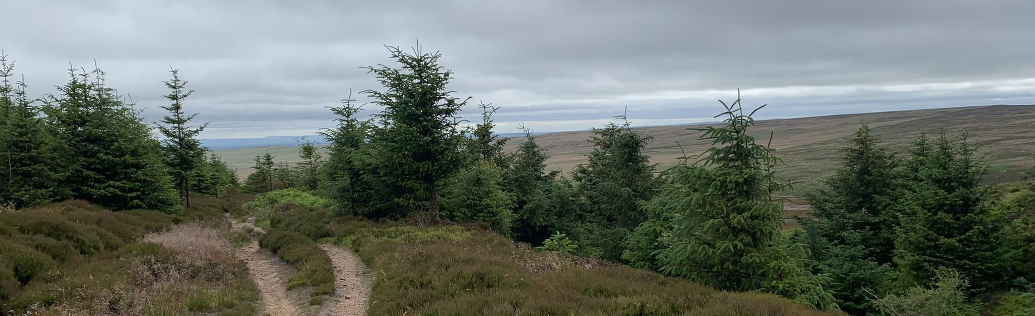 Hamsterley Forest Red Trail, County Durham, England 16 Reviews, Map