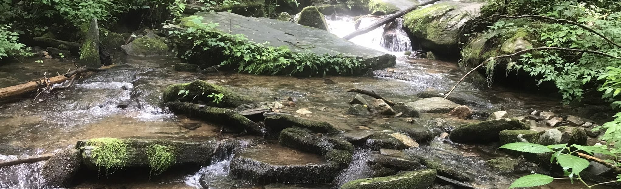 Butter Gap to Cat Gap Trail , North Carolina - 447 Reviews, Map | AllTrails