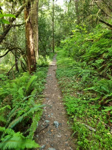 10 Best Hikes and Trails in Smith River National Recreation Area ...