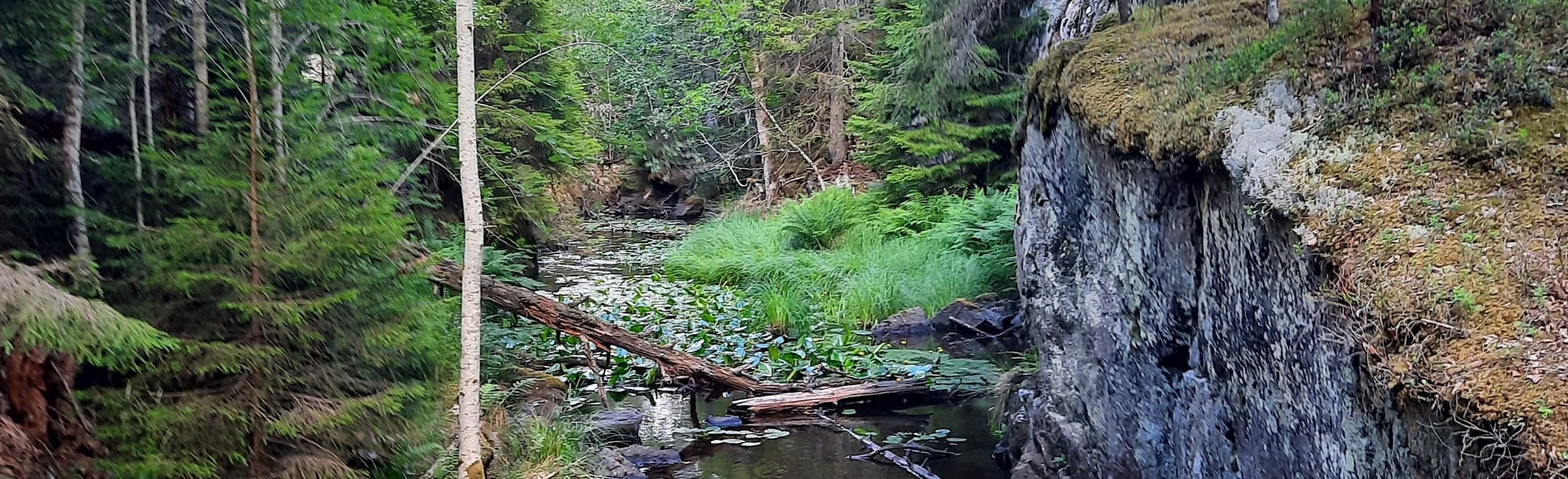 Humlehögsravinen till kalhyggen i skogen, Östergötland, Sweden 4