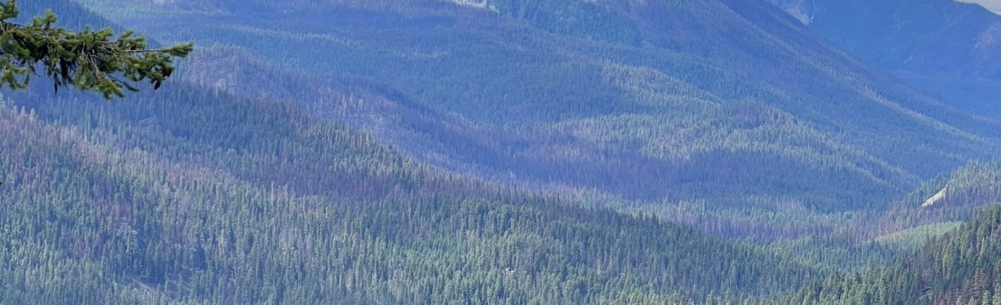 Fifes Ridge Trail, Washington 8 Reviews, Map AllTrails