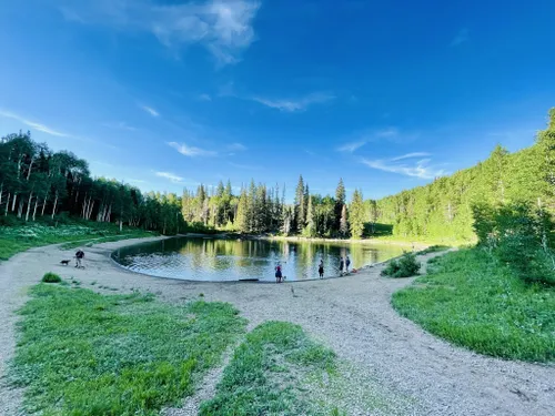 se permiten perros en el bosque nacional uinta wasatch cache