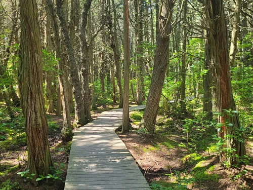 are dogs allowed on cape cod national seashore