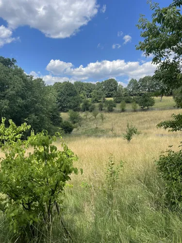 Best Forest Trails in Naturschutzgebiet Dresdner Elbtalhänge | AllTrails