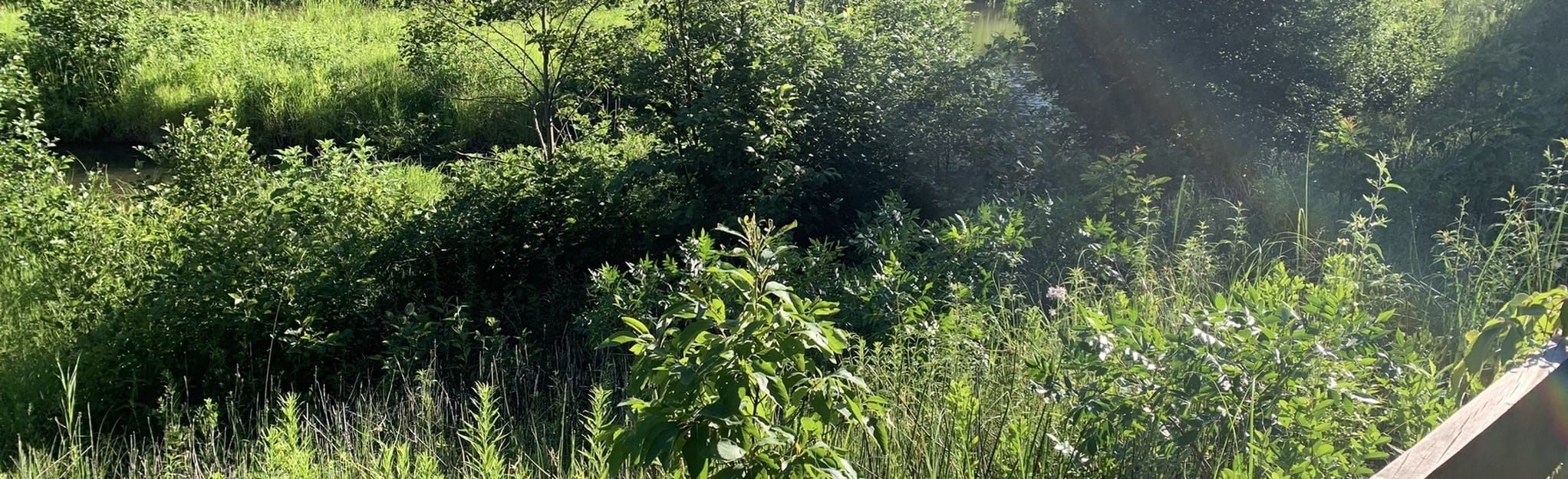 Waverly Beach Trail, Indiana 146 Reviews, Map AllTrails