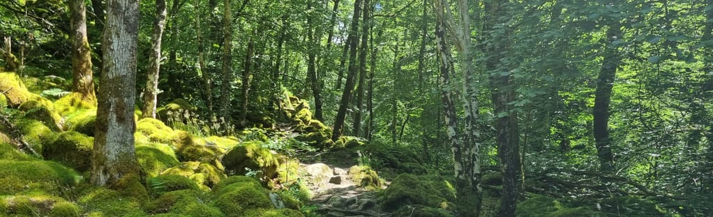 Torrent the forest