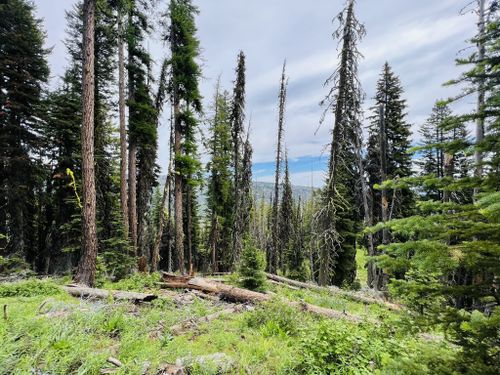 Best Hikes and Trails in Ahtanum State Forest | AllTrails