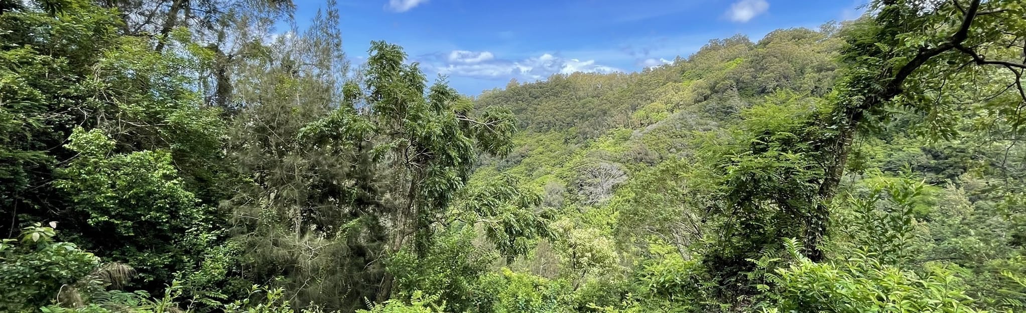 Makiki Valley Loop Trail 4 866 Photos Oahu, Hawaii Randonnée
