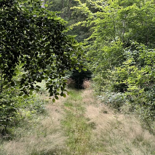 Ruine Neuerburg und Fockenbachtal (Kurtscheid K2)