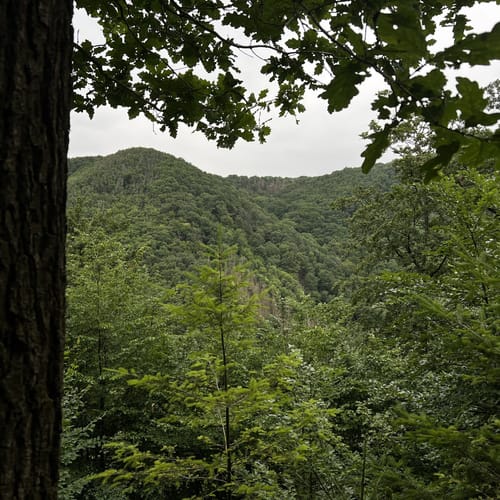 Ruine Neuerburg und Fockenbachtal (Kurtscheid K2)