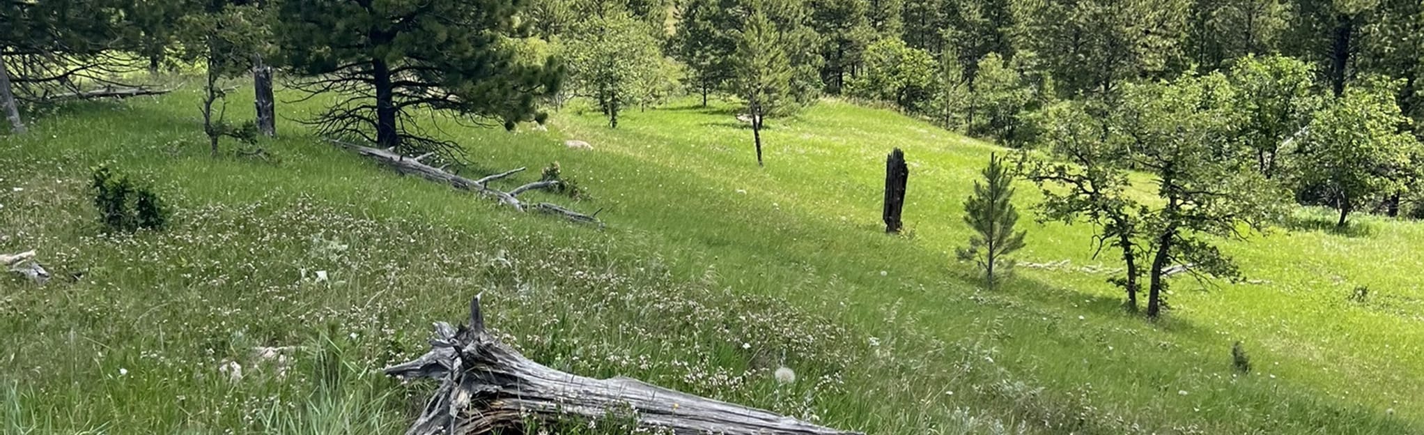 Sundance Trail 53 Reviews, Map Wyoming AllTrails
