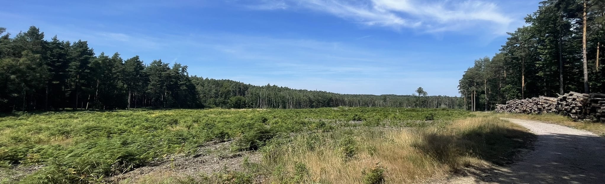 Bagshot, Rapley Lake and Pudding Hill Circular, Surrey, England 13