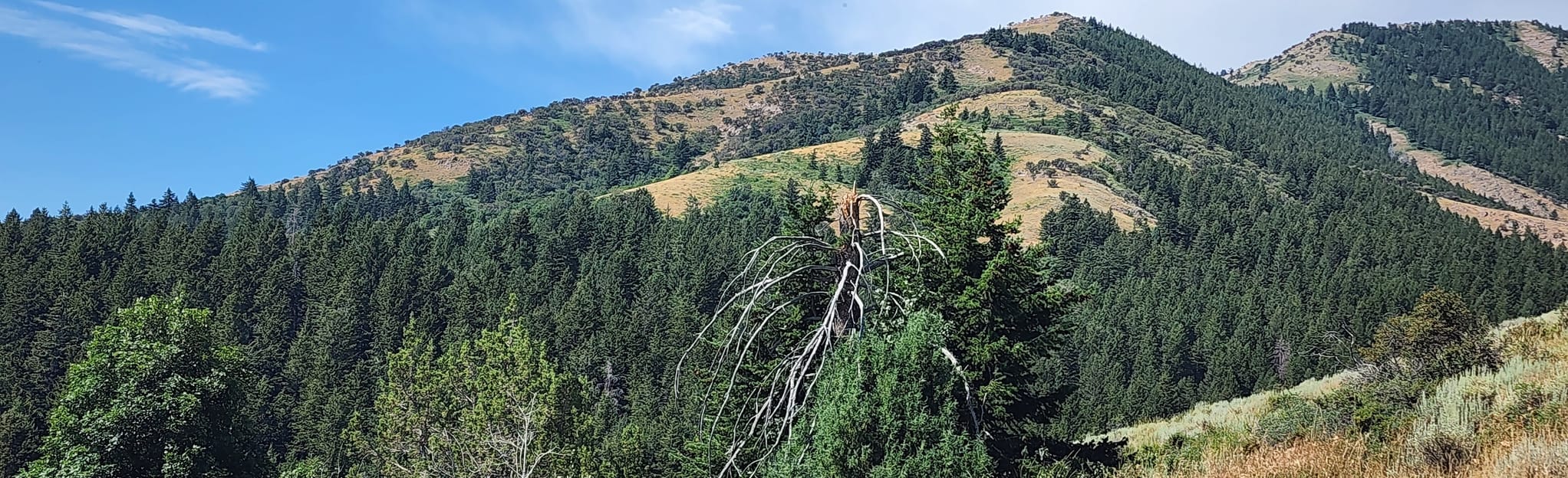 Goodenough Campground Trail, Idaho 67 Reviews, Map AllTrails