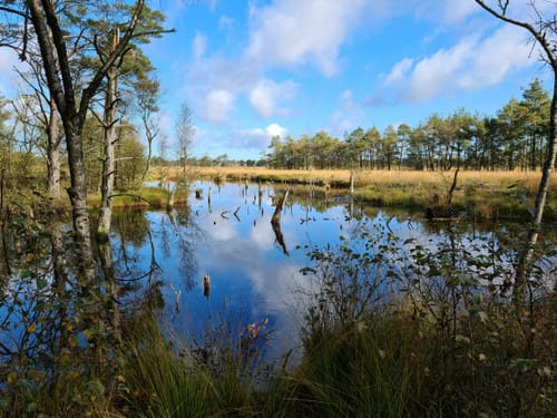 Moorrundweg Pietzmoor