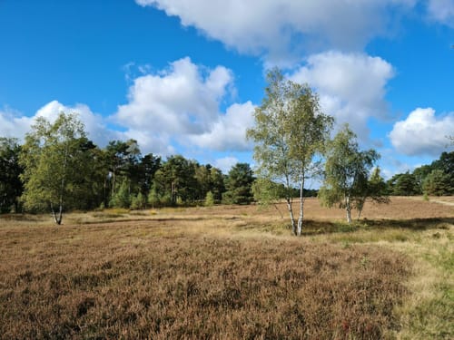 Moorrundweg Pietzmoor