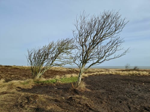 Durch die Braderuper Heide