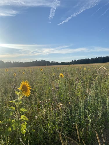 Waldspaziergang ab Waller