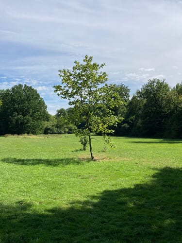 Durch den Sauhag