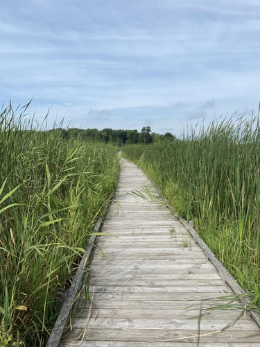 Horicon Marsh Hiking Trails Best 10 Trails In Horicon Marsh State Public Hunting Grounds | Alltrails