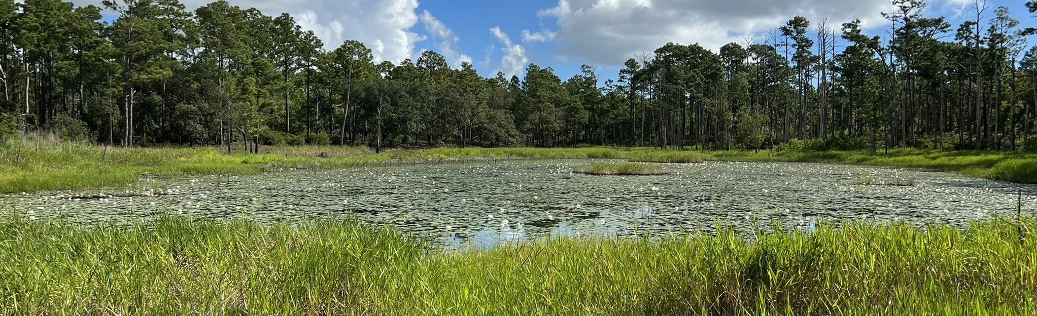 Carolina Beach State Park Campground Trail, North Carolina - 347 ...