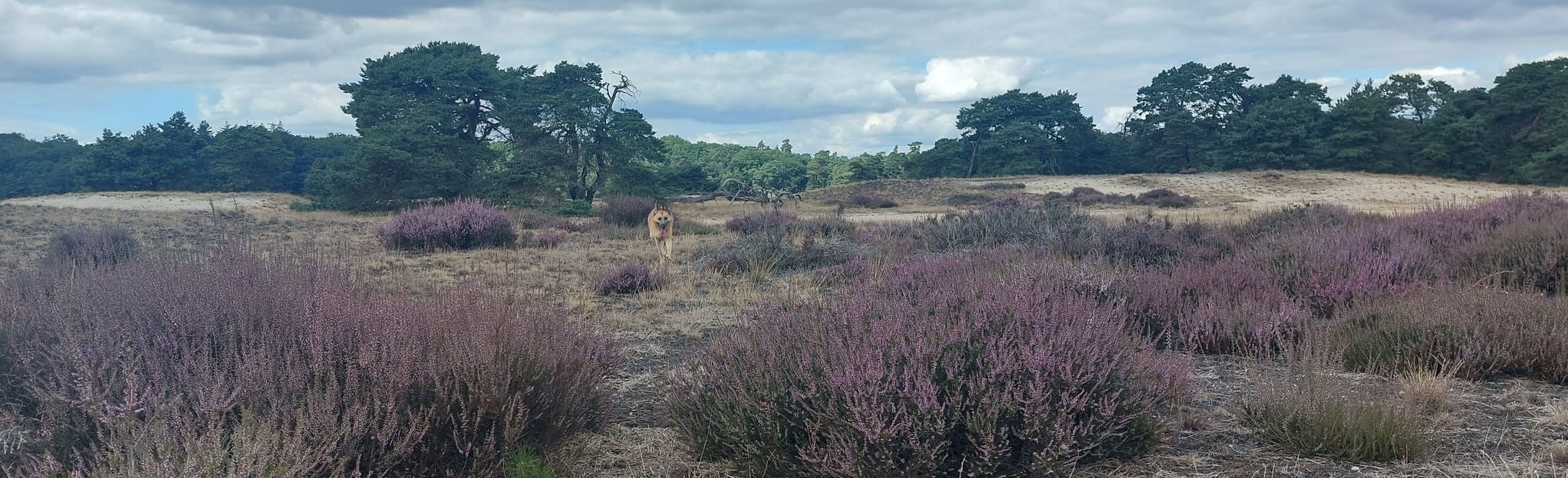 Veluwe Zwerfpad Ingang Schaarsbergen Hoenderloo Etappe 15 64 foto